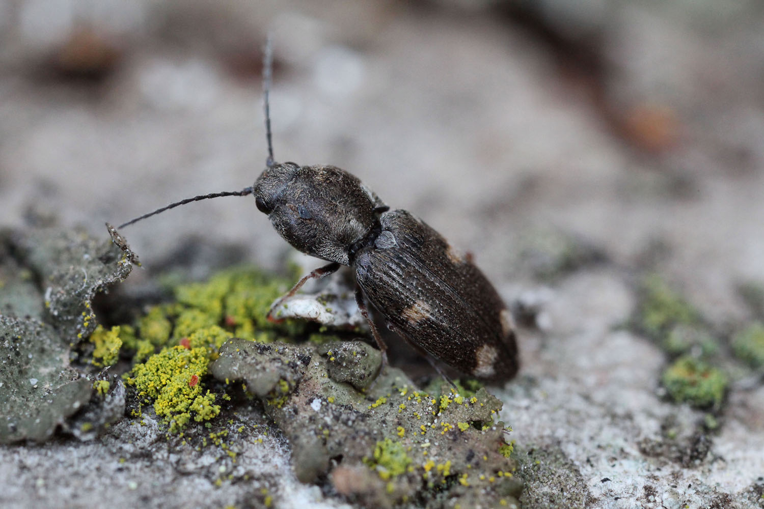 Paracardiophorus gemmifer 