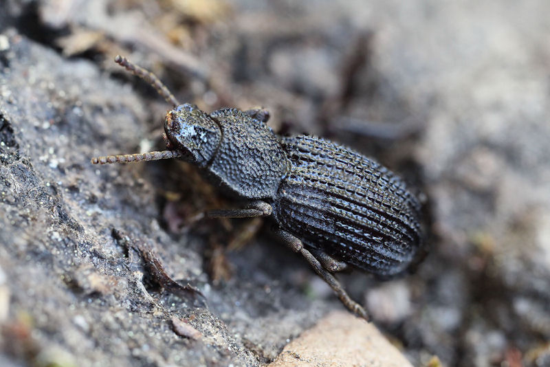 beetle unidentified07 