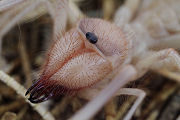 Eremobatidae sp01 
