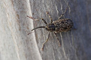 beetle unidentified05 