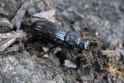 beetle unidentified07 