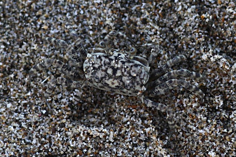 crab unknown01