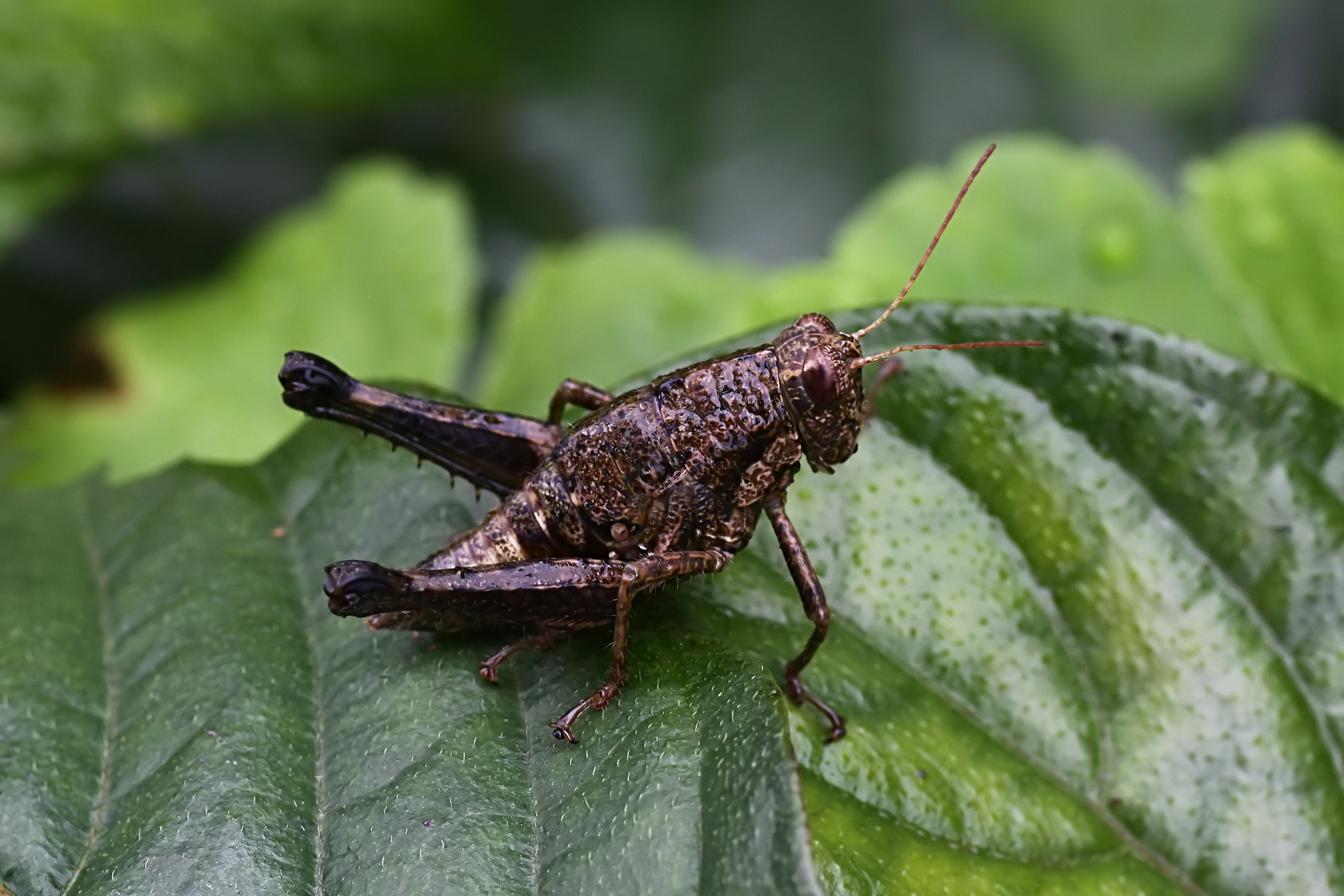 grasshopper unknown13