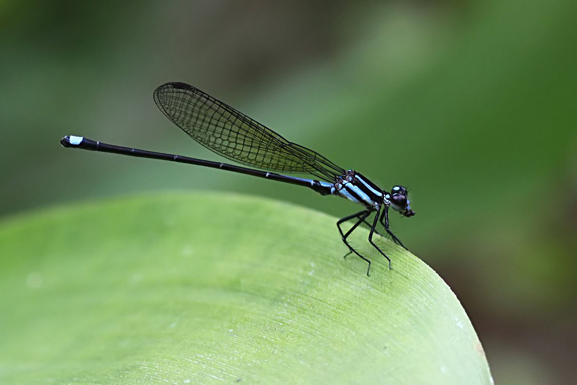 Acanthagrion speculum 