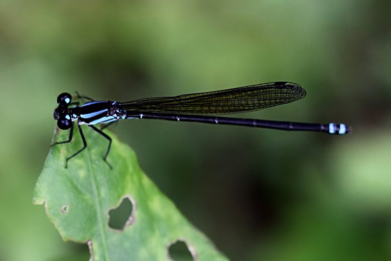 Acanthagrion speculum 