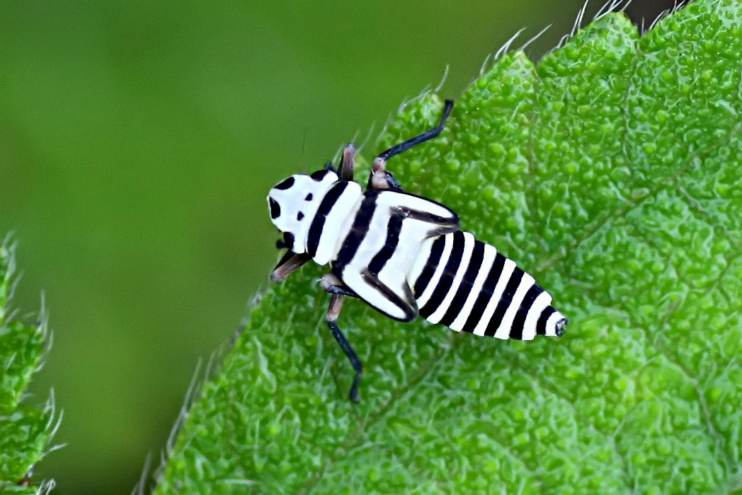 Agrosoma placetis 