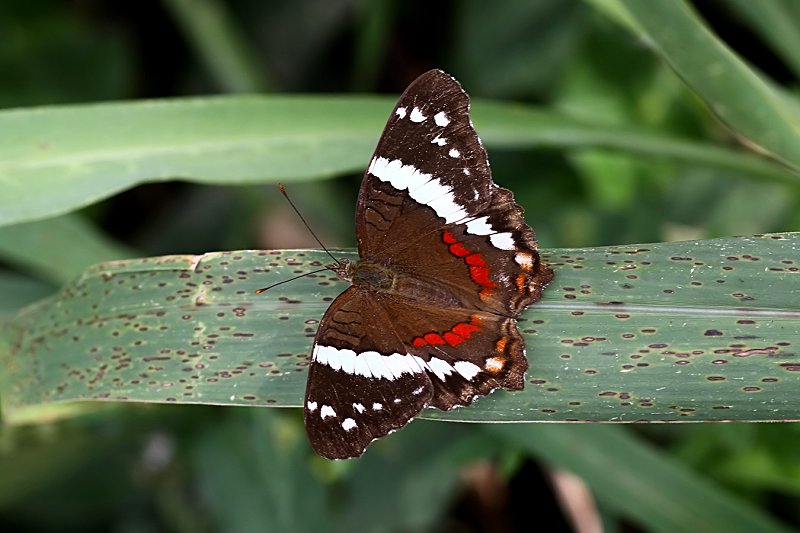 Anartia fatima 