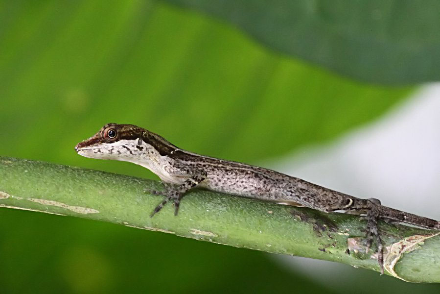 Anolis fuscoauratus 