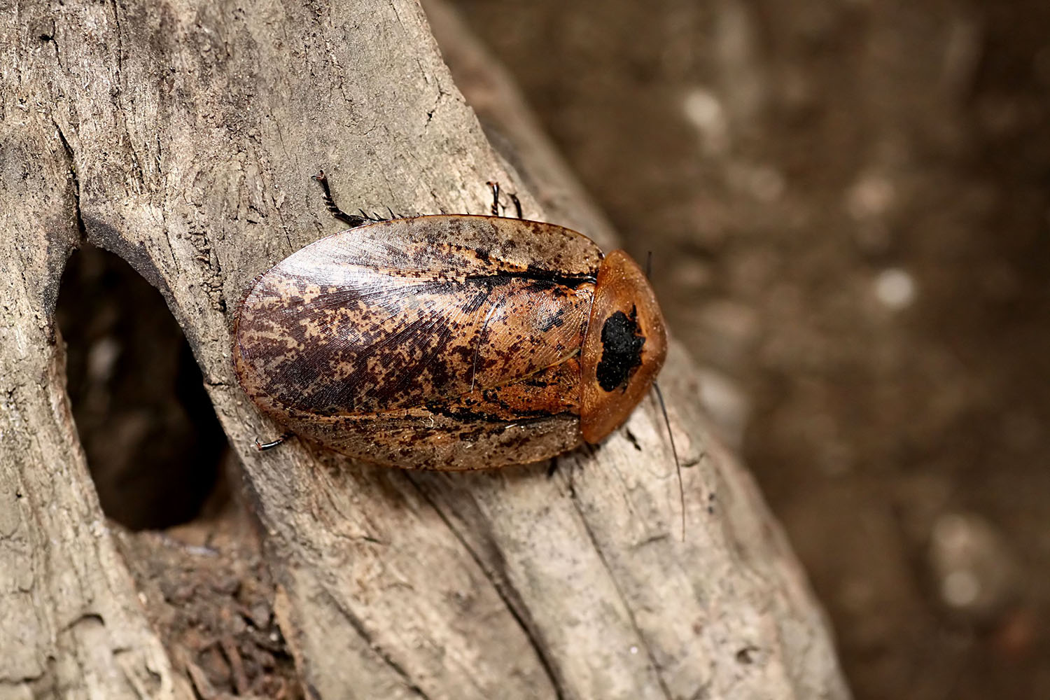 Archimandrita tessellata 