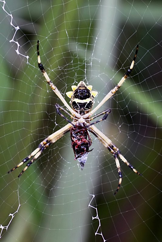 Argiope argentata 