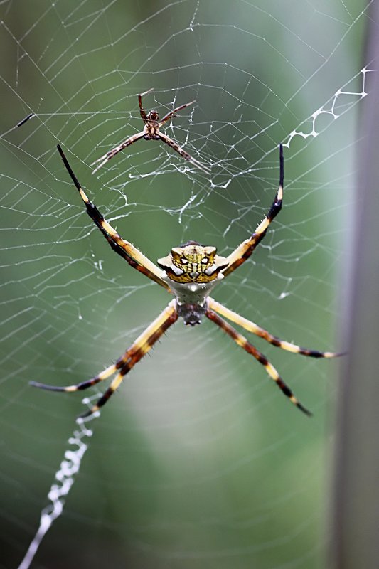 Argiope argentata 