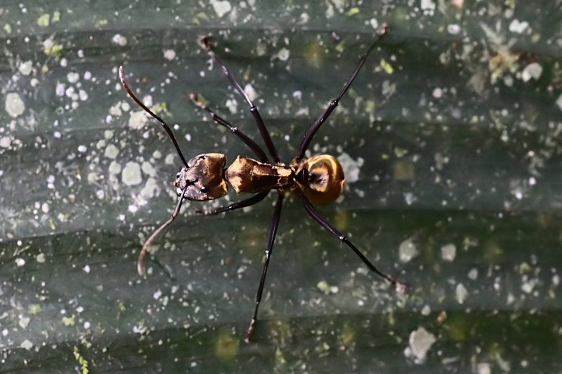 Camponotus sericeiventris 