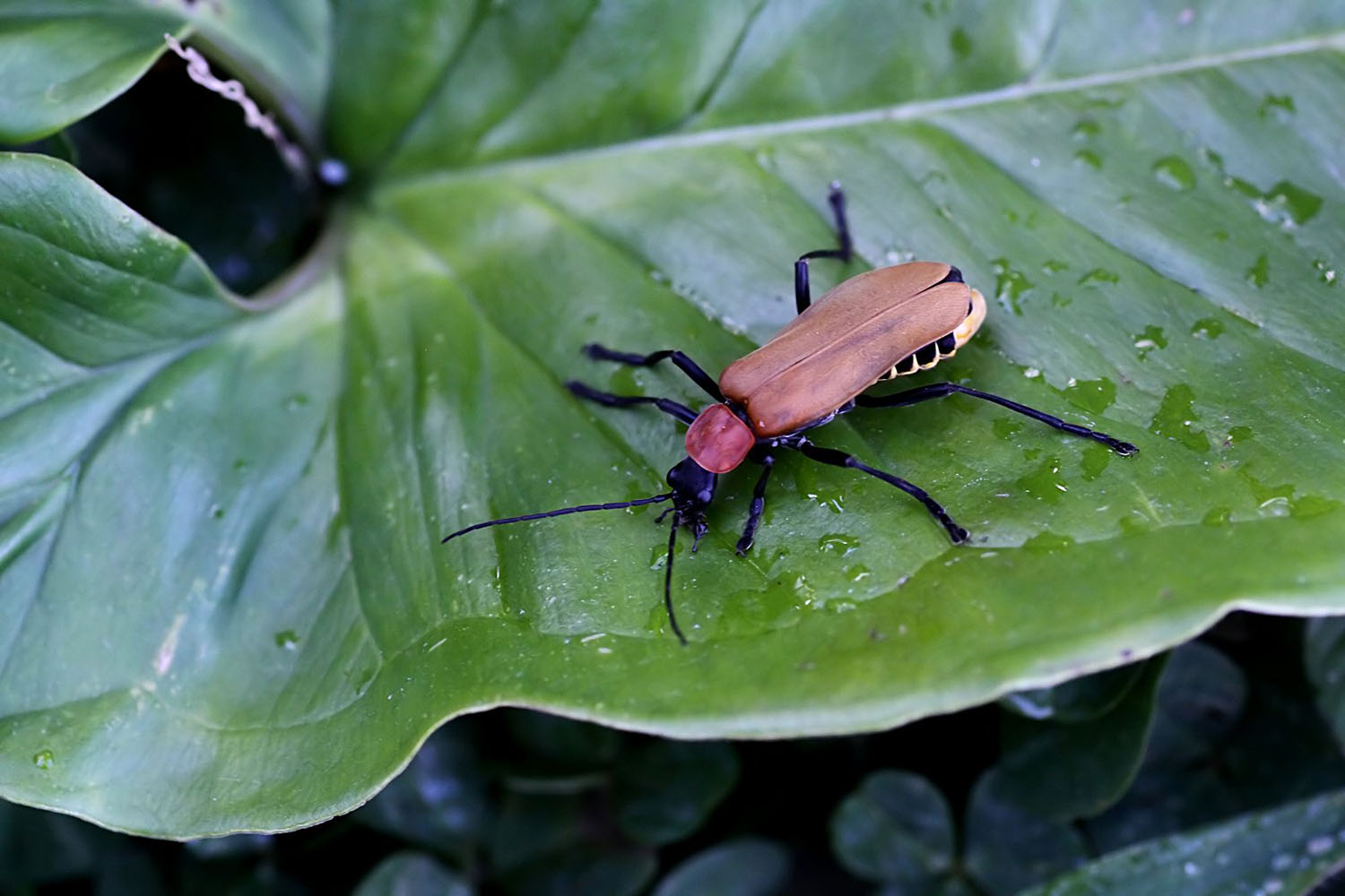 Chauliognathus sp01 