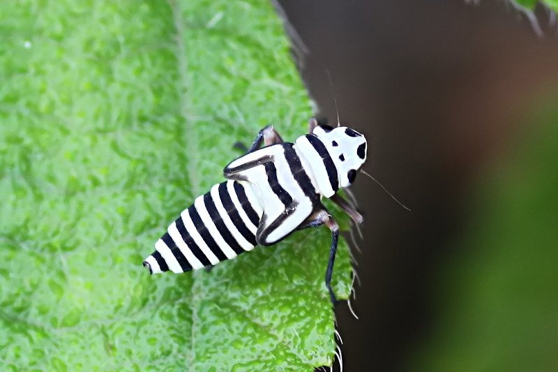 Cicadellomorpha sp01 