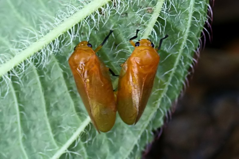 Cicadellomorpha sp03 