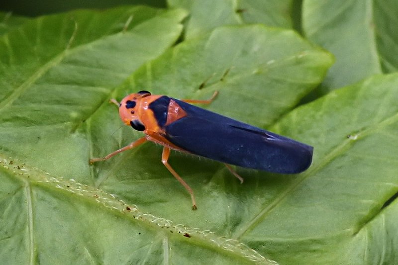 Cicadellomorpha sp06 