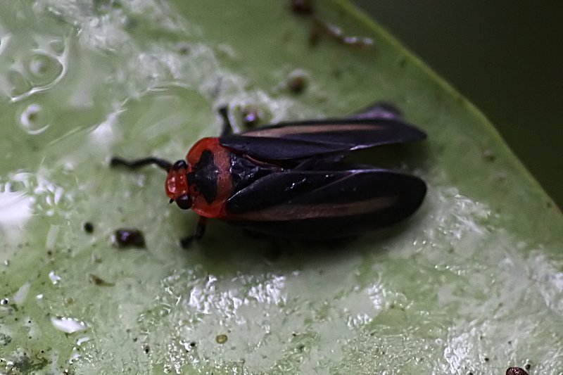 Cicadellomorpha sp07 