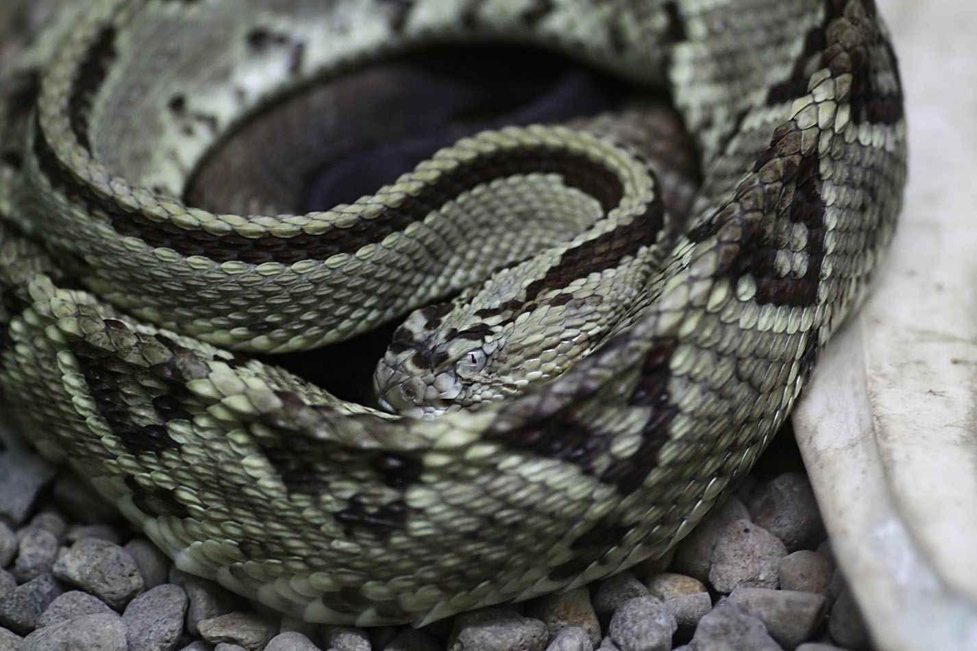 Crotalus simus 