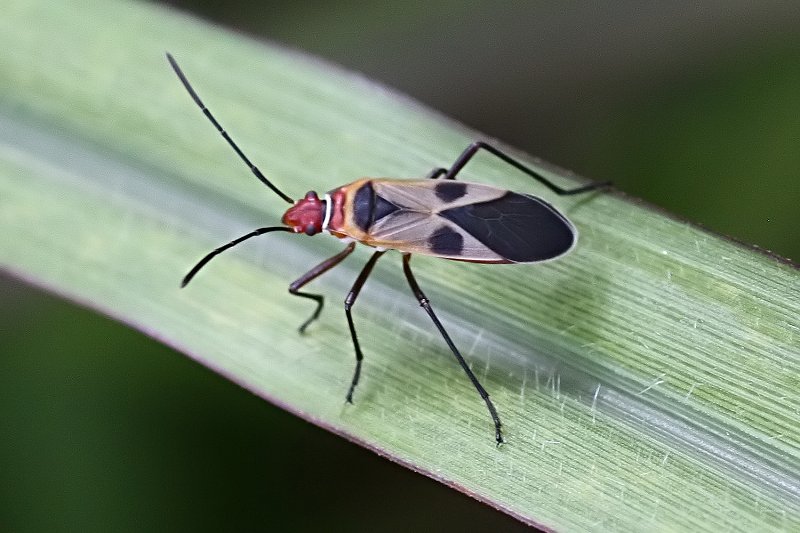 Dysdercus mimus 