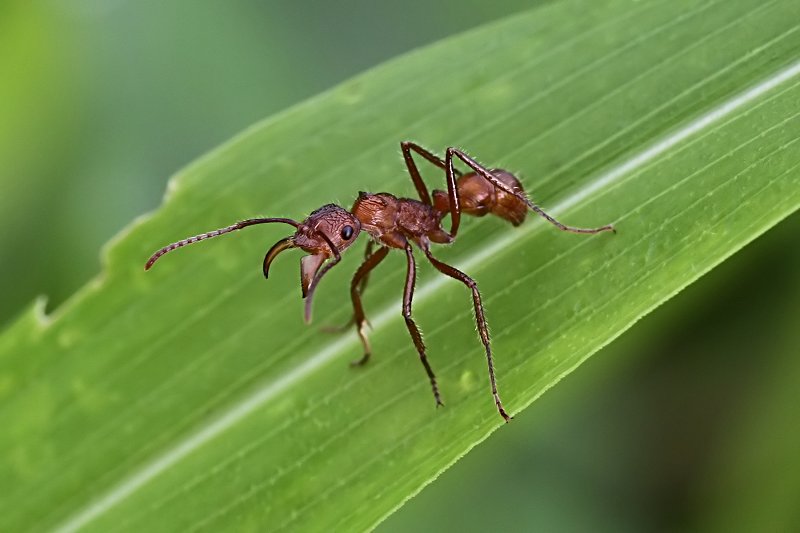 Ectatomma tuberculatum 