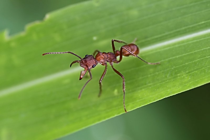 Ectatomma tuberculatum 