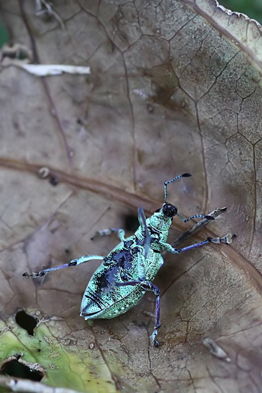 Exophthalmus jekelianus 