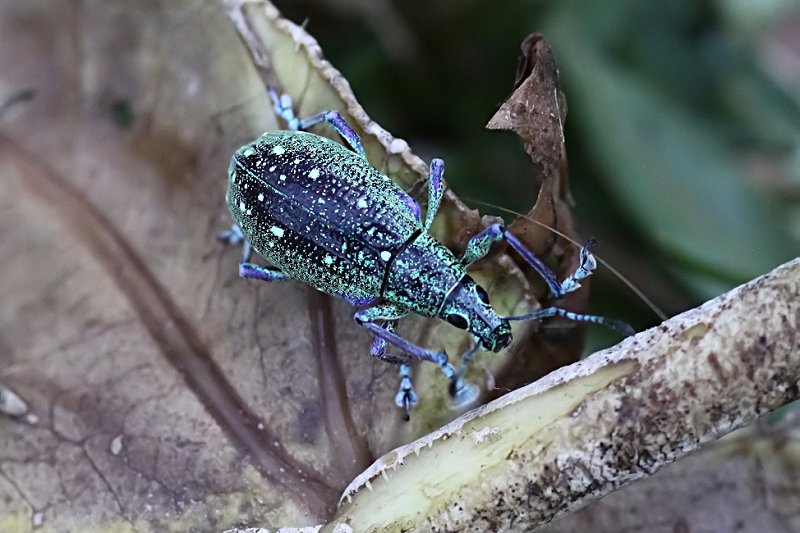 Exophthalmus jekelianus 