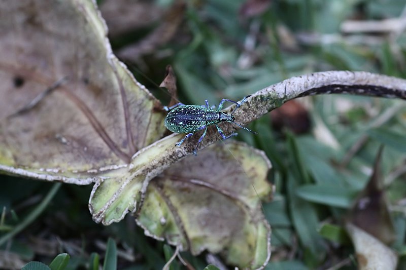 Exophthalmus jekelianus 