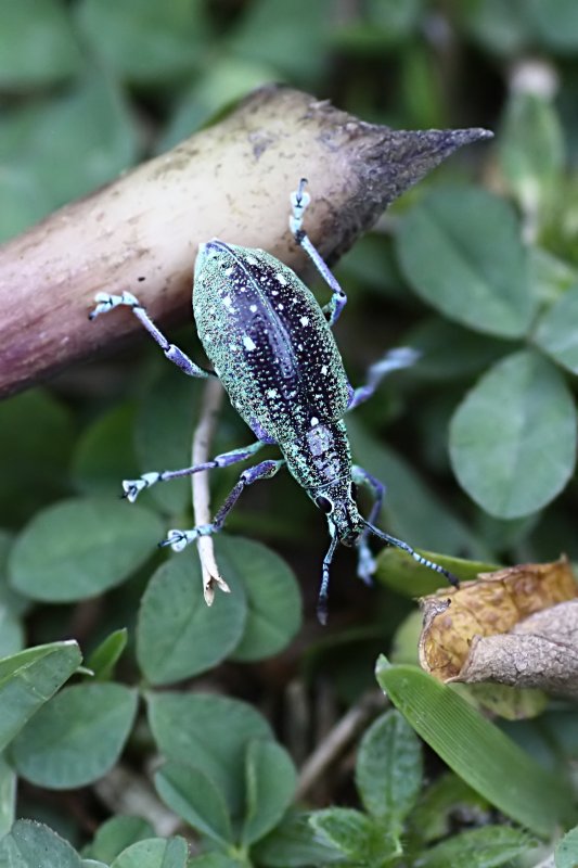 Exophthalmus jekelianus 