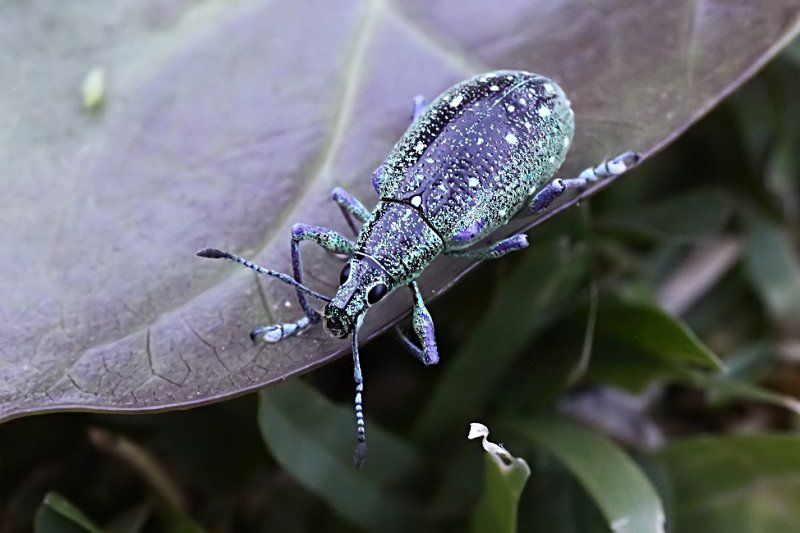 Exophthalmus jekelianus 