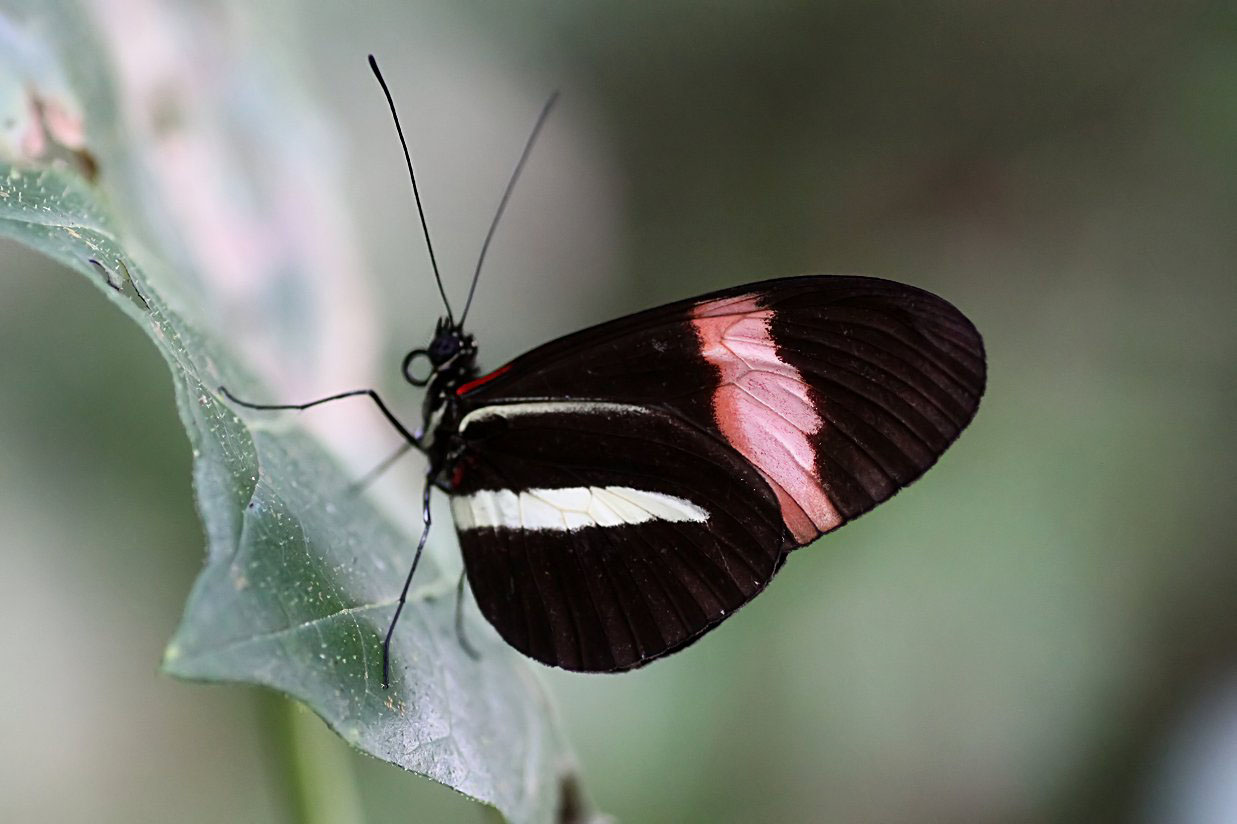 Heliconius erato 