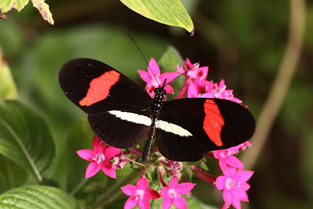 Heliconius erato 