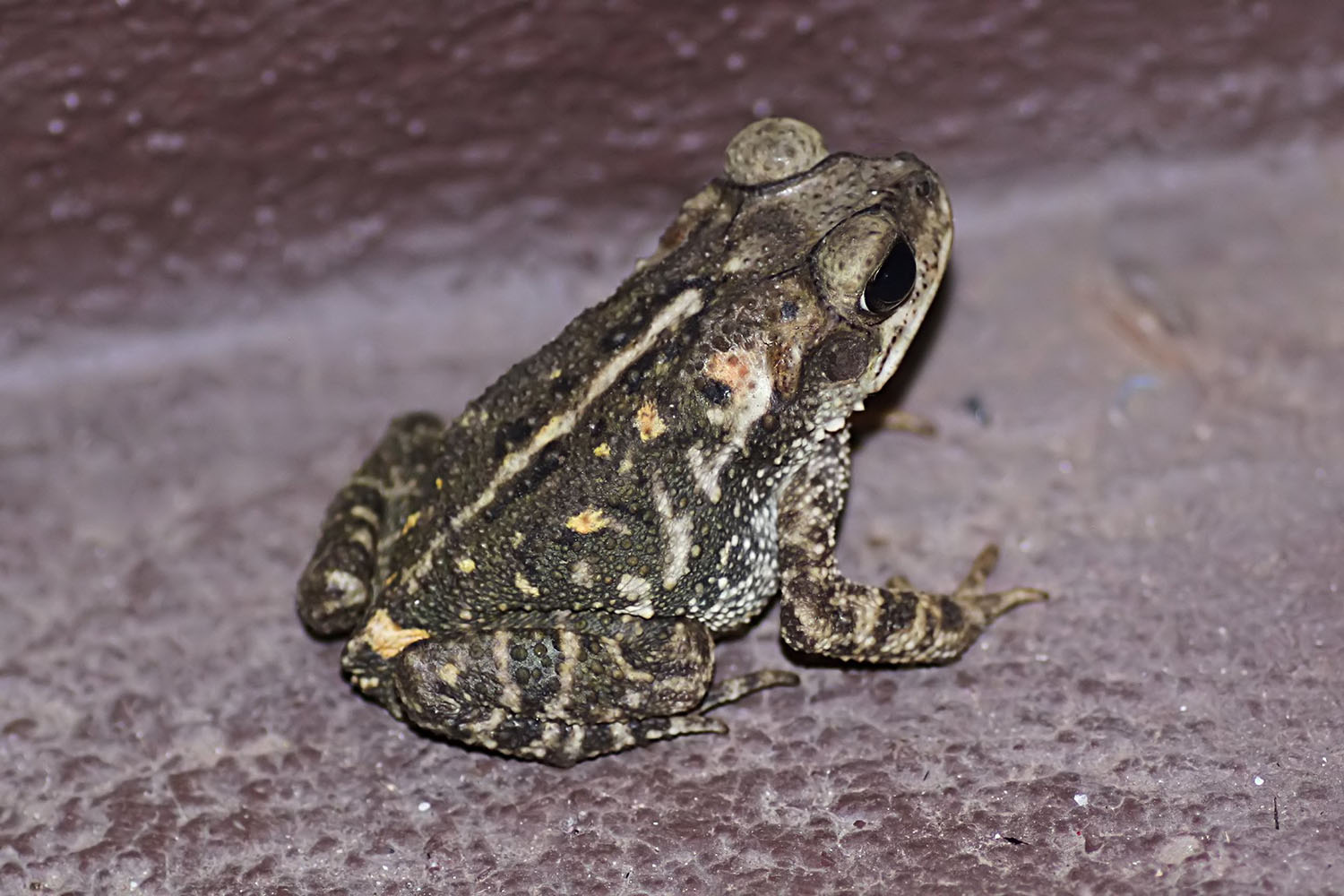 Incilius coccifer 