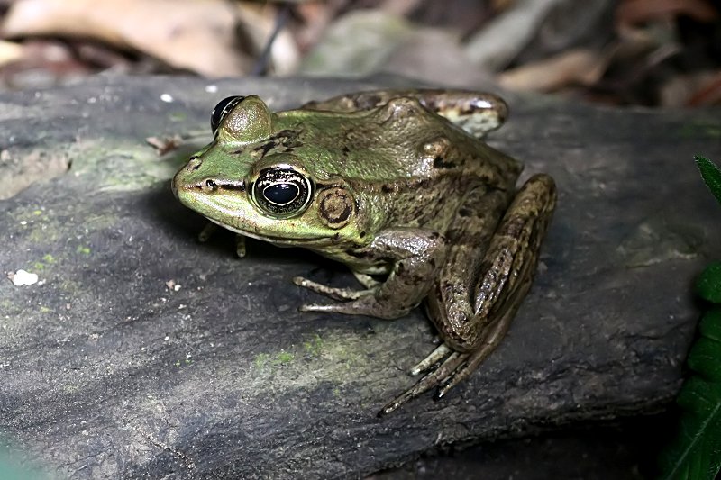 Lithobates vaillanti 