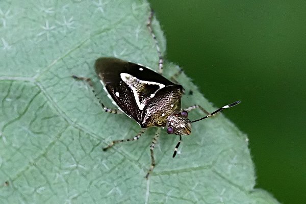 Mormidea pama 