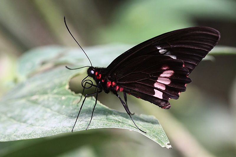 Parides iphidamas 