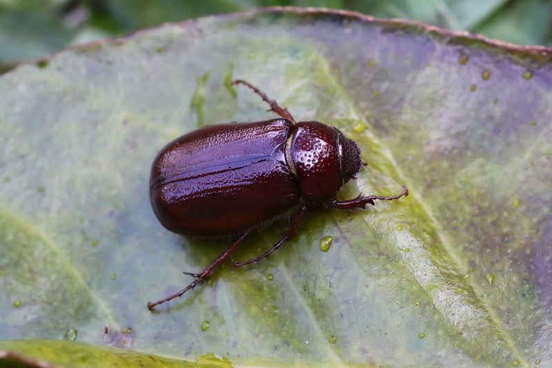 Phyllophaga sp04 