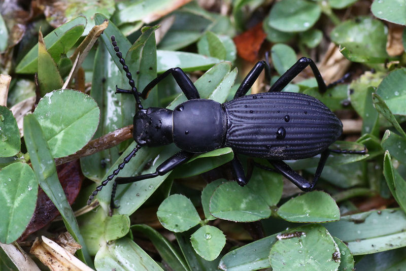 Rhinandrus elongatus 