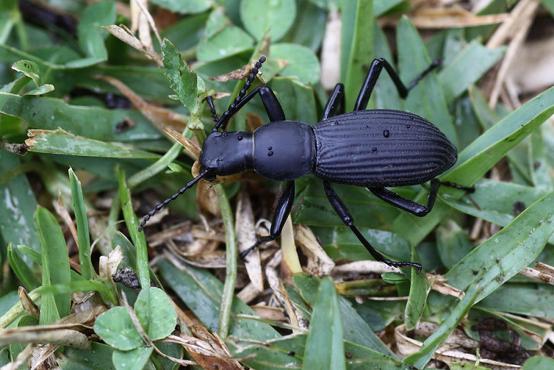 Rhinandrus elongatus 