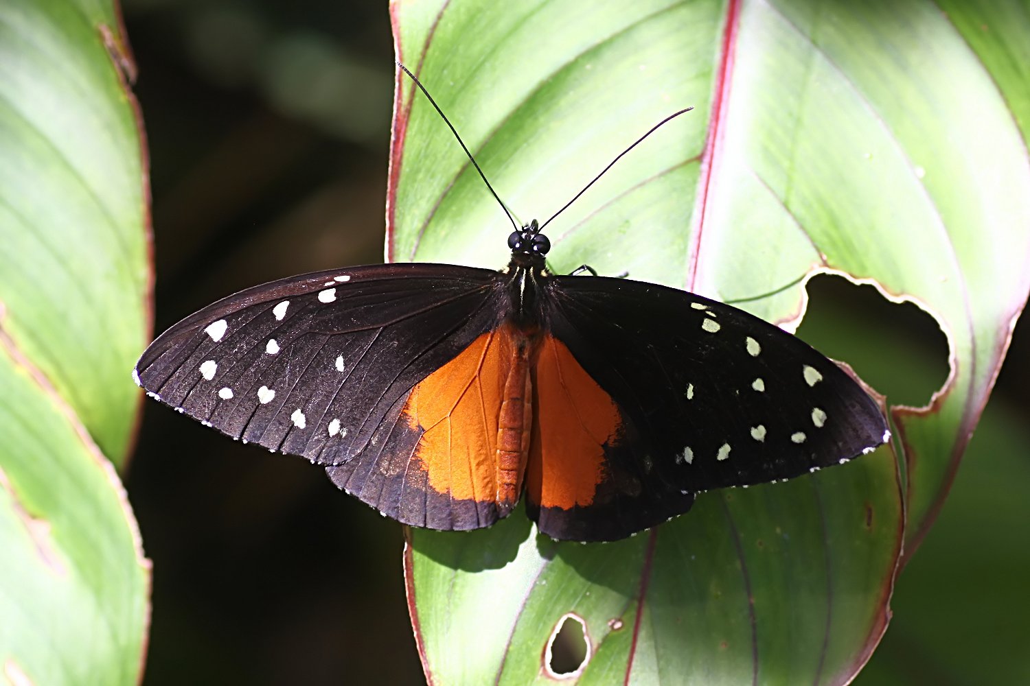 Tithorea tarricina 