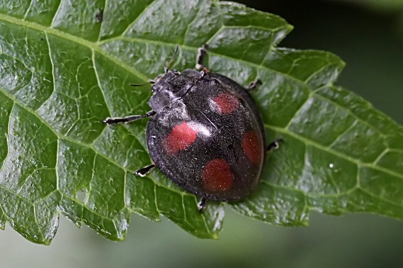 beetle unidentified27 