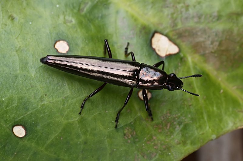 beetle unknown02 