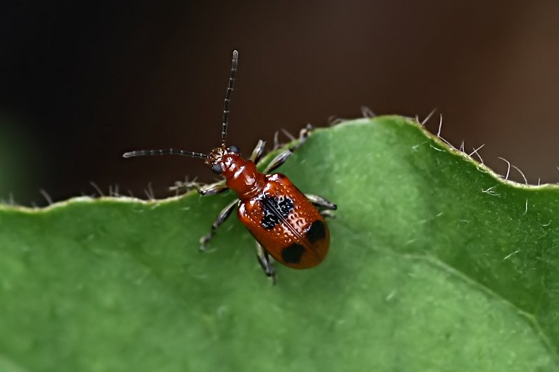 beetle unknown18 