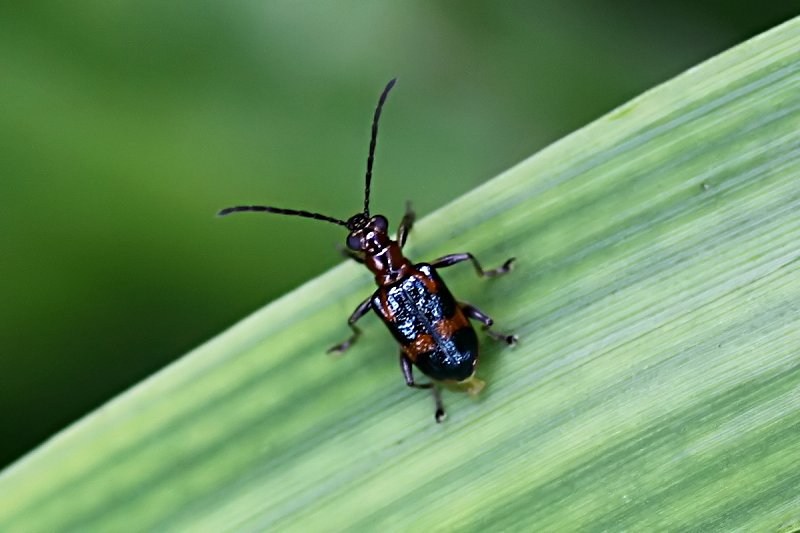 beetle unknown20 