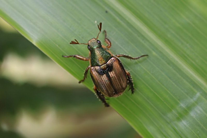 beetle unknown27 
