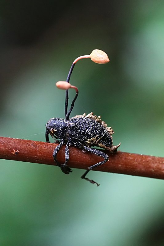 beetle unknown34 