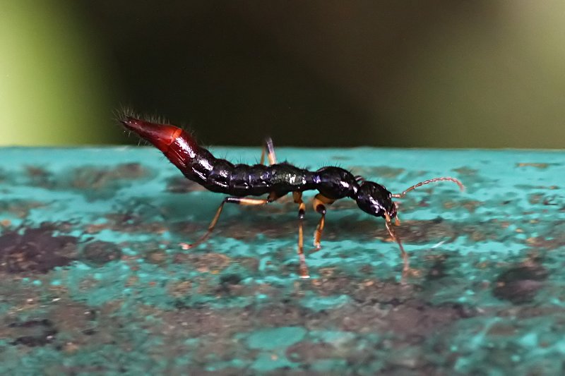 beetle unknown43 