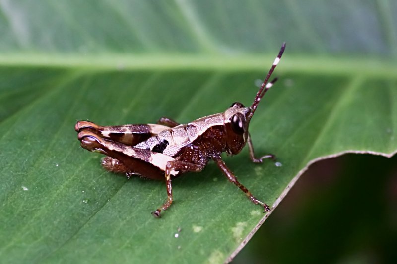 grasshopper unknown08 