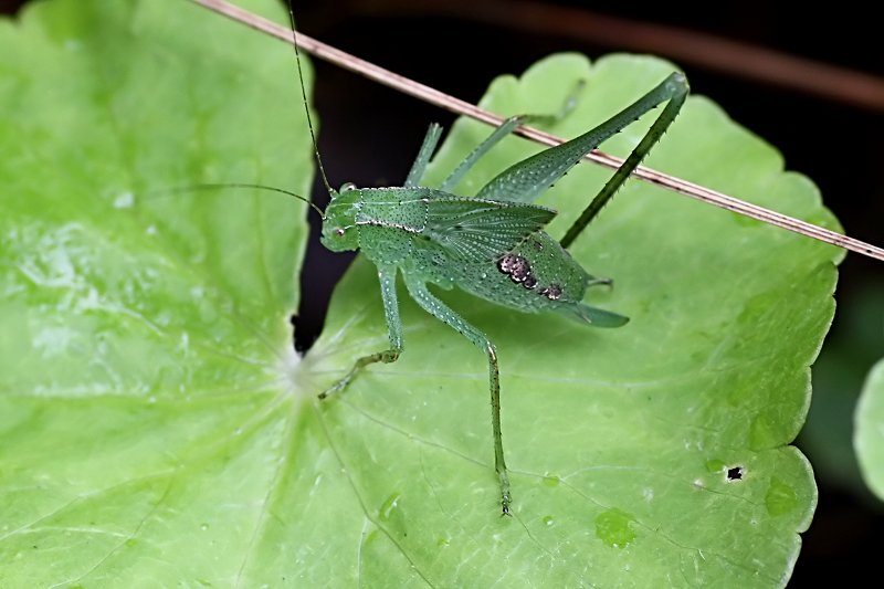 grasshopper unknown18 