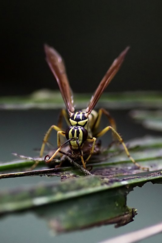 wasp unknown01 